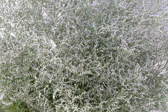 LIMONIUM BELTLAARD